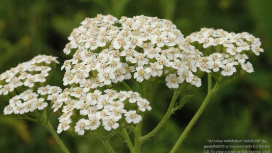 Yarrow