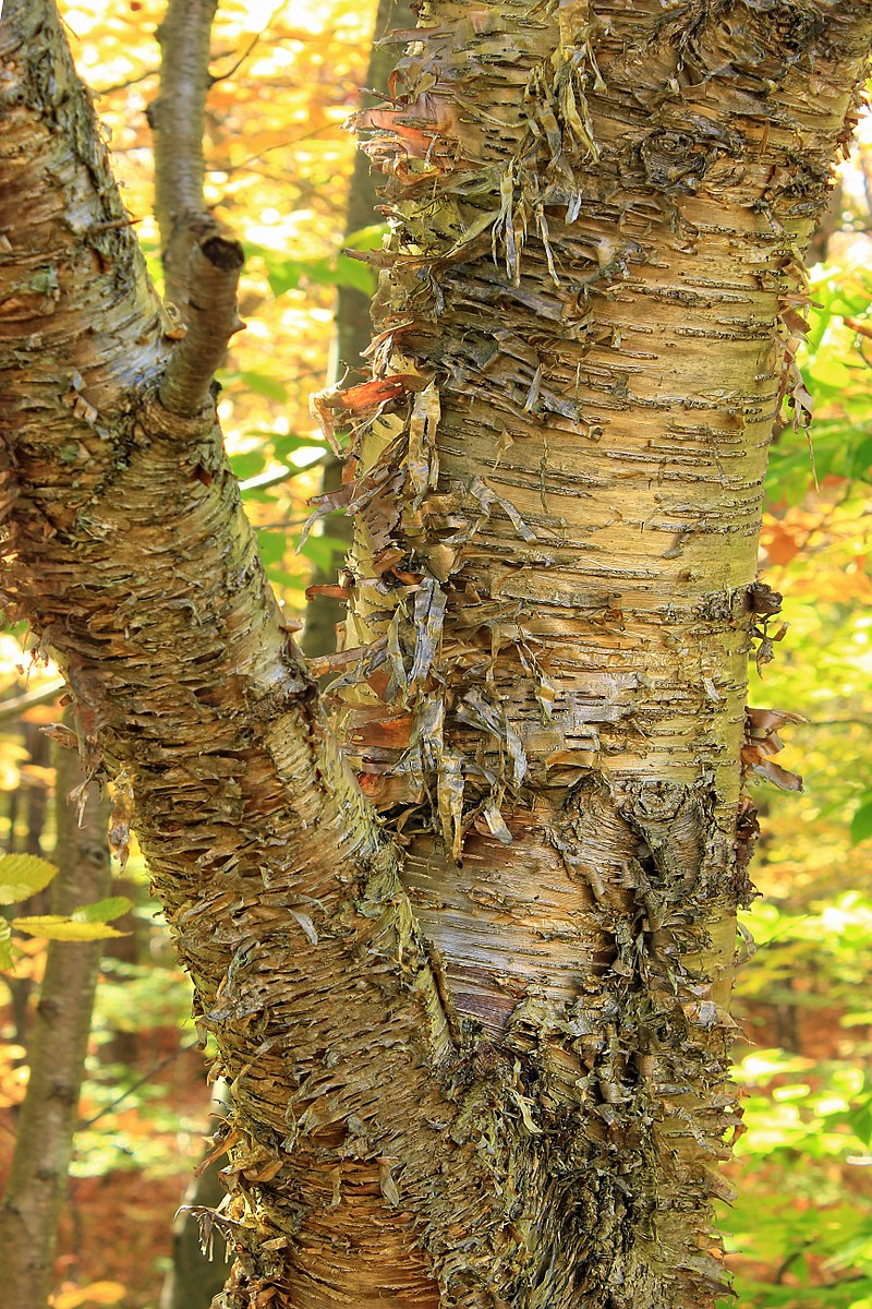 Yellow Birch