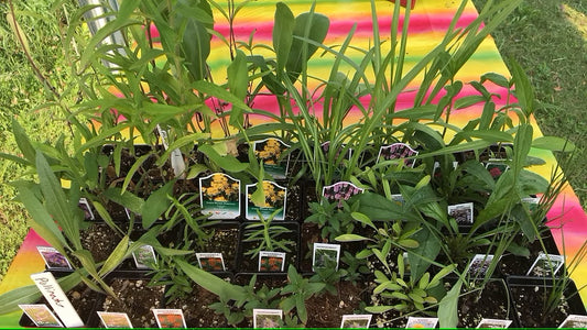 Pollinator Garden Kit