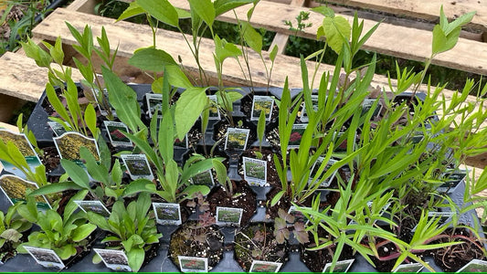 Starter Collection Garden Kit