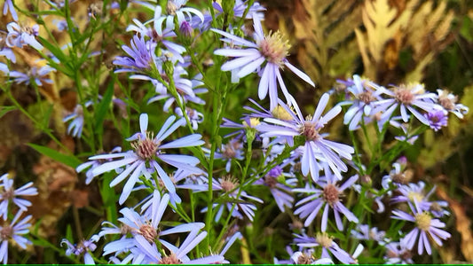 Aster, Smooth Blue