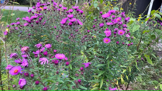 Aster, New England