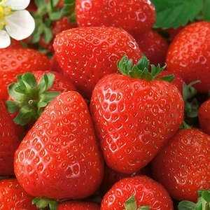 Honeoye Strawberry