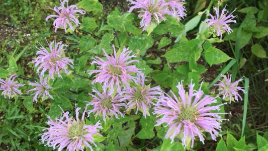 Bergamot