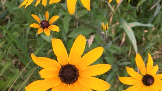 Black-eyed Susan