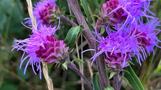 Blazingstar, Northern