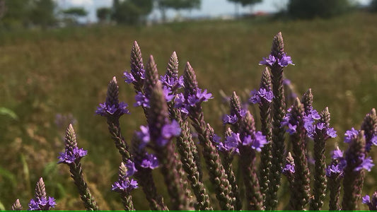 Blue Vervain