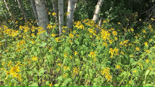 Cutleaf Coneflower