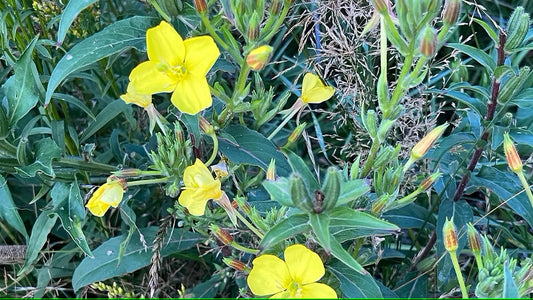 Evening Primrose