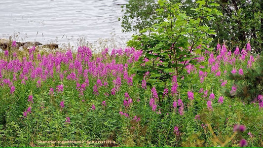 Fireweed