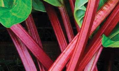 Crimson Red Rhubarb