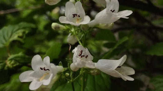 Foxglove Beard Tongue