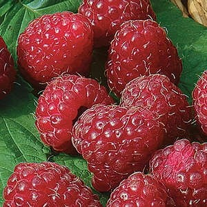 Latham Red Raspberry