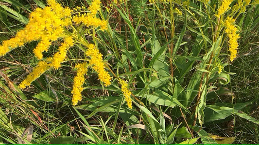 Goldenrod, Early