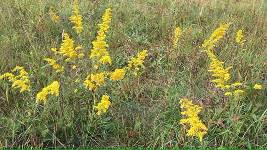 Goldenrod, Gray