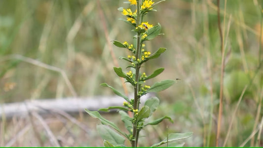 Goldenrod, Hairy