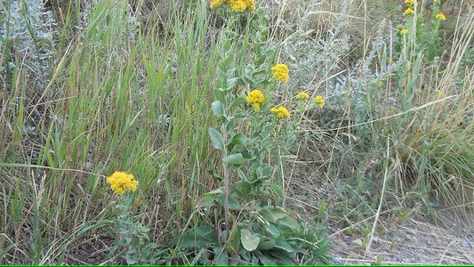 Goldenrod, Stiff