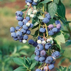 Northland Blueberry