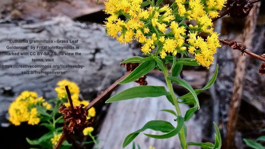 Grassleaf Goldenrod