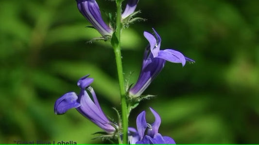 Great Blue Lobelia