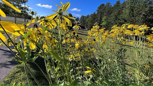 Gray Headed Coneflower