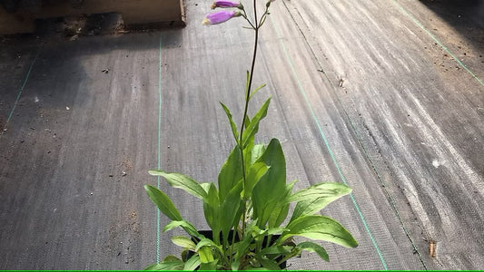 Hairy Beardtongue