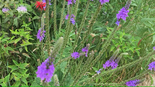 Hoary Vervain