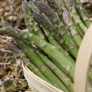 Jersey Supreme Asparagus (10 Plants)