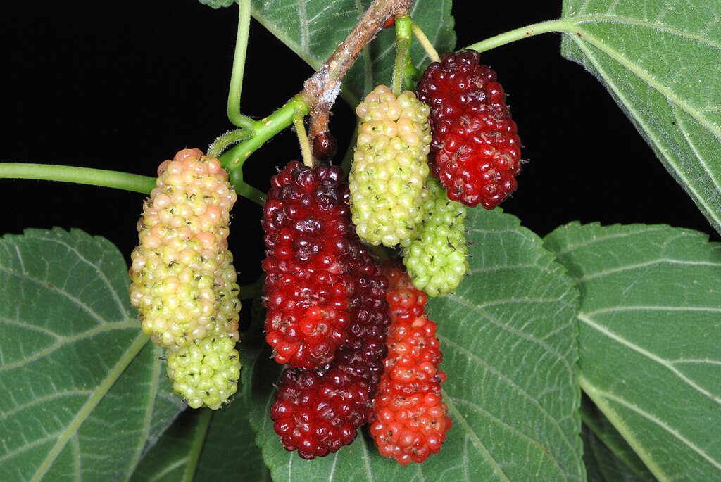 Red Mulberry