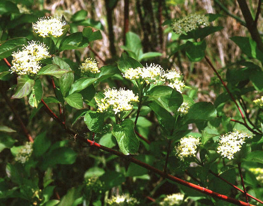 Red Osier Dogwood