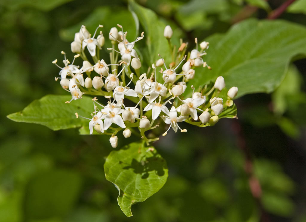 Red Osier Dogwood