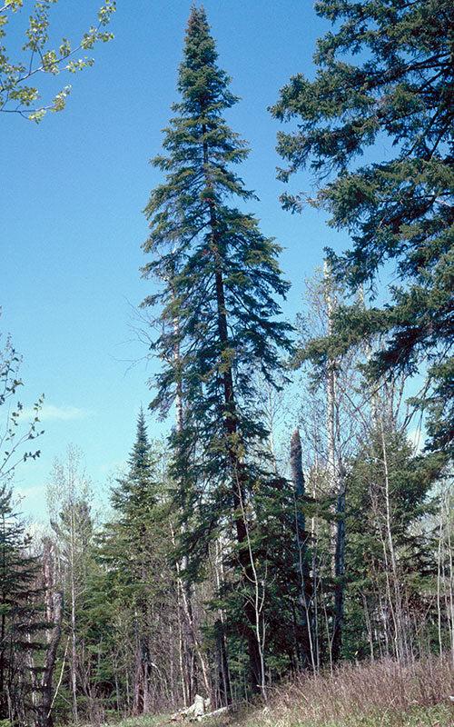 White Spruce