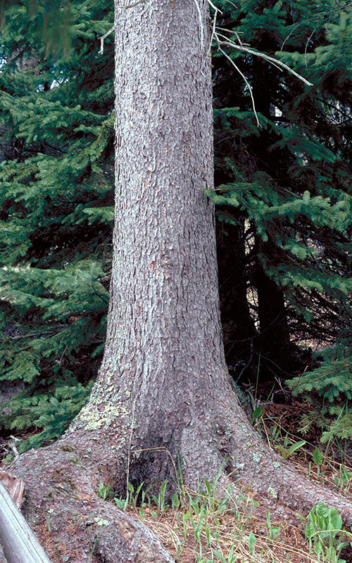 White Spruce