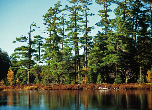 Eastern White Pine