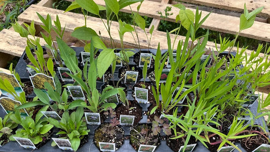 Wildflower Garden Kit