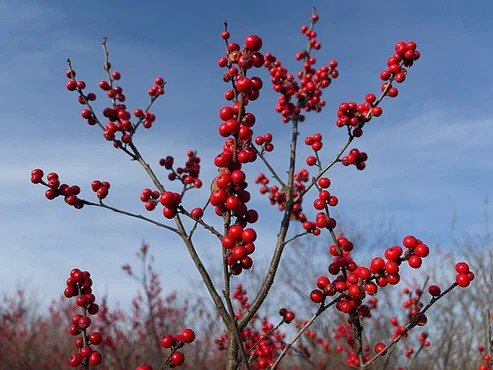 Winterberry