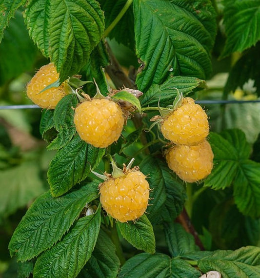Anne Yellow Raspberry
